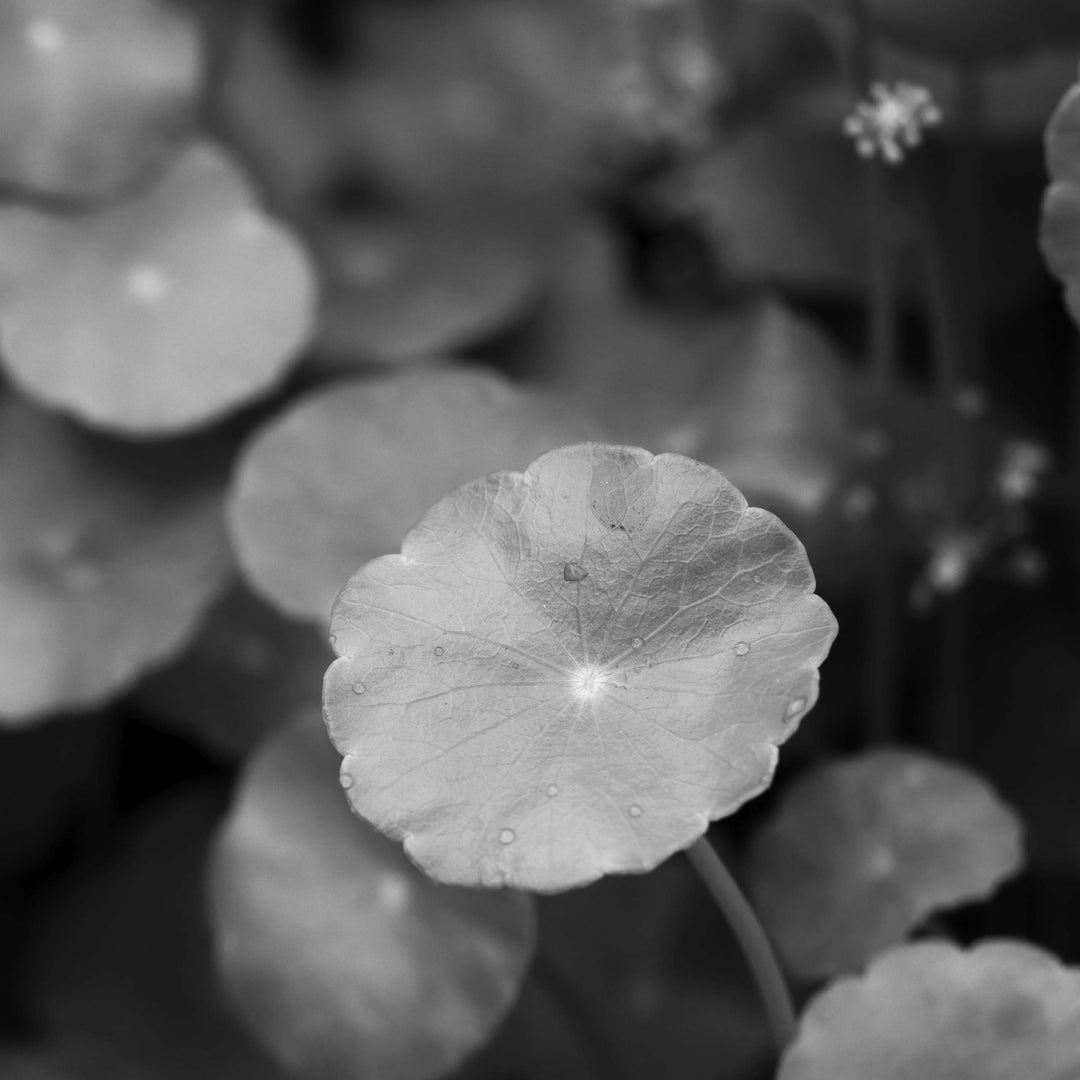 Centella Asiatica